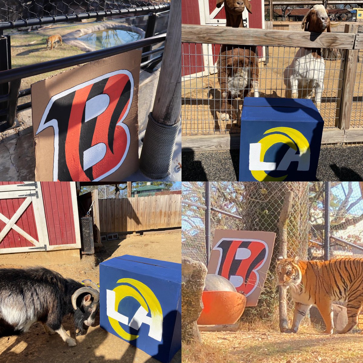 LittleRockZoo's tweet photo. Let the @SuperBowl fun begin! Some of our animals (and staff 😆) clearly have their favorites! 🐅 🐏
#CincinnatiBengals #LARams #SuperBowl #lrzoo https://t.co/dJO7Ja72AT