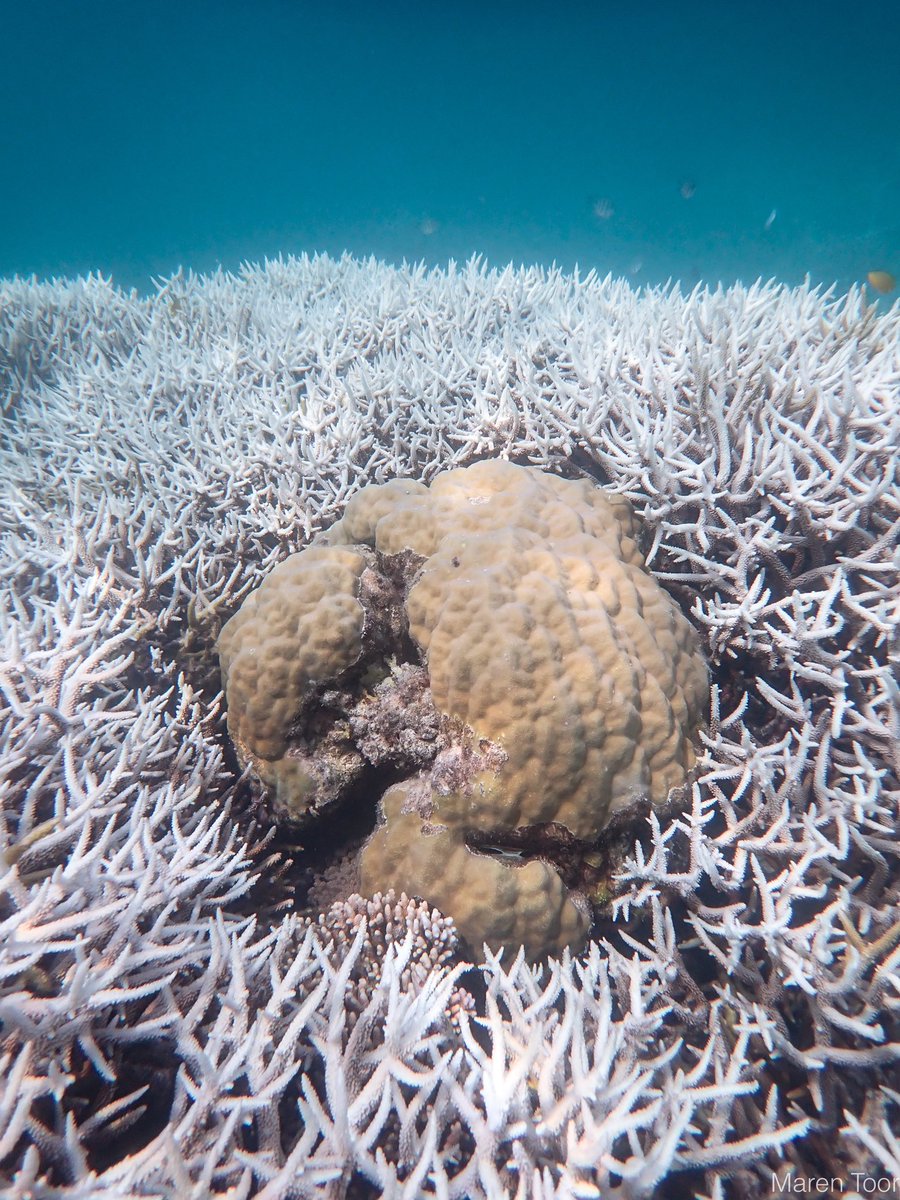 marentoor's tweet photo. Corals are feeling the heat on a reef off of Townsville, QLD. Many still look colorful and healthy but lots of Acropora colonies, + a few other genera, on the reef flat and slope are starting to fluoresce and bleach in the warm water (31C on the reef flat) and intense sun 🥵 https://t.co/9OiLCFEPS4