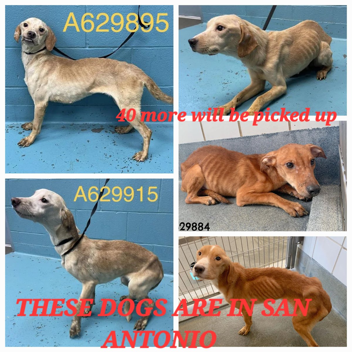 These 5 dogs were picked up in San Antonio. And our now at the San Antonio Animal Shelter in Texas. These 5 were picked up from bad living condtions by AC. They will be getting more from same area .  💔

FOSTER, OR RESCUE Please Email: placement@sanantoniopetsalive.org