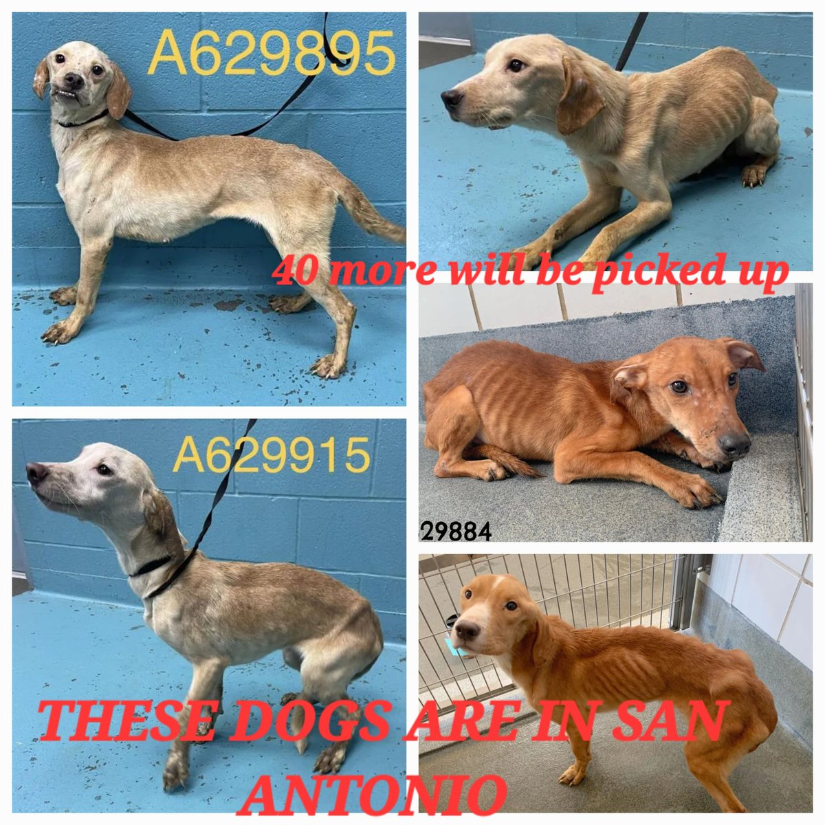 These 5 dogs were picked up in San Antonio. And our now at the San Antonio Animal Shelter in Texas. These 5 were picked up from bad living condtions by AC. They will be getting more from same area . 💔 FOSTER, OR RESCUE Please Email: placement@sanantoniopetsalive.org