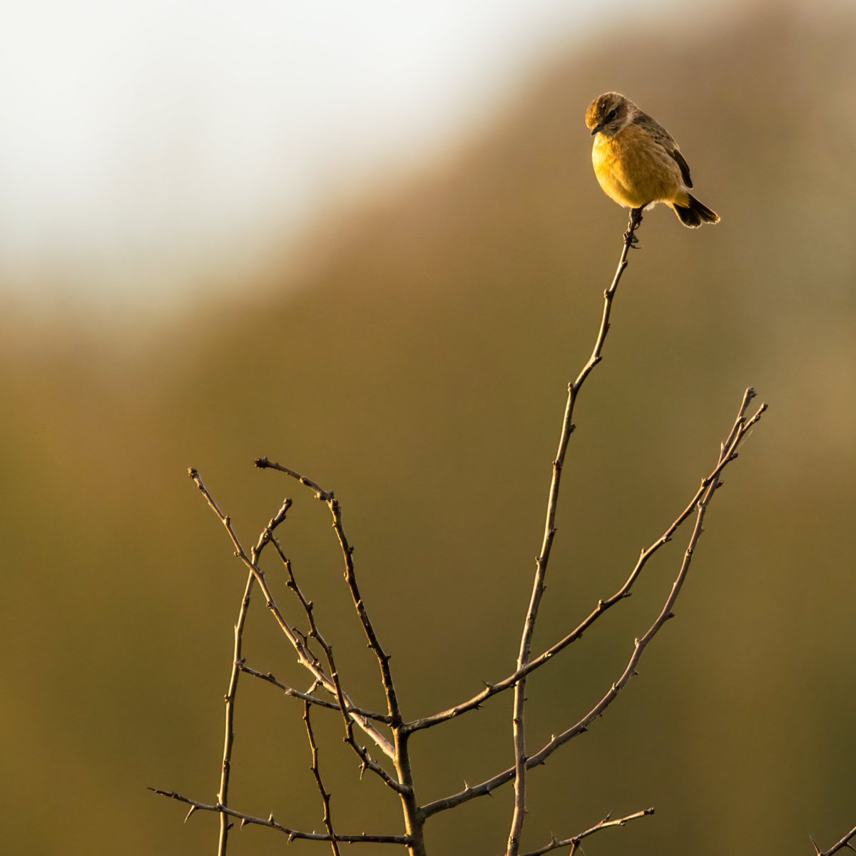 greenfocus_'s tweet photo. Stonechat - always the biggest poser @WildlifeMag #BirdsSeenIn2022 #thephotohour @Britnatureguide
@Natures_Voice @WildlifeMag @Natures_Voice #Lancashire #UK https://t.co/UxgC1UQSXX
