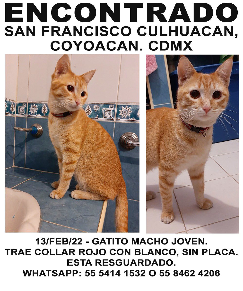 MascotaCoyoacan's tweet photo. #ENCONTRADO gato naranja con collar en San Francisco Culhuacán, Coyoacán, CDMX.

Por favor, compartan para que regrese a casa! https://t.co/DN5rnenFsA