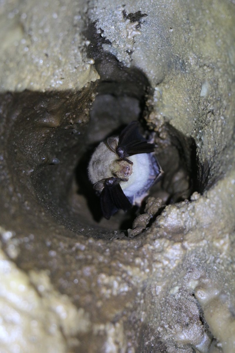 It's always satisfying to find one of these beauties. We have two species in Piedmont, very similar to each other and usually forming mixed colonies.

🦇 Large Myotis (Myotis myotis / Myotis blythii)

#bats #hibernation #winter #cave #monitoring #wildlife #conservation