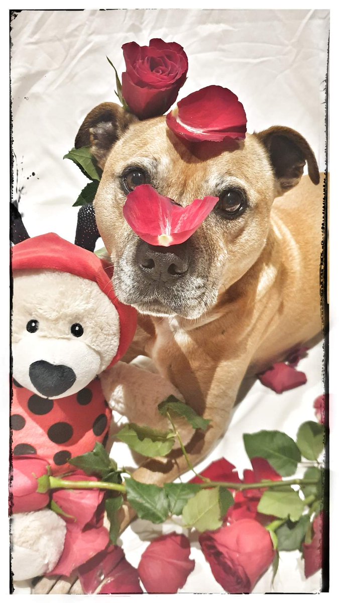 Axle_Dog's tweet photo. Will you be my Valentine 💝 
@PatsKarvelas 
@manjusrii 
@phitchener9 https://t.co/jFCHgRWov3