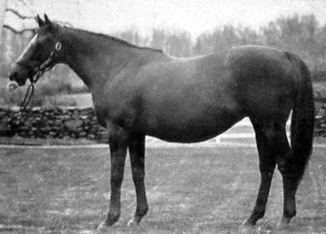 HORSERACING1002's tweet photo. ALL BEAUTIFUL (BATTLEFIELD) #AllBeautiful 1969 broodmare of the year. Arts and Letters dam. https://t.co/pPNolRKGFN