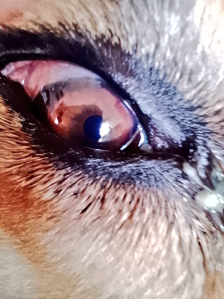 incondic_peru's tweet image. CONJUNTIVITIS!😔
Lamentablemente #Flopy estuvo malita, gracias al donativo de @vgweiner la llevamos a la veterinaria, le recetaron tobramax y después de unos días de tratamiento ya está mucho mejor.
Gracias Vivian!💕
#ApadrinarSalvaVidas
#PetLover
