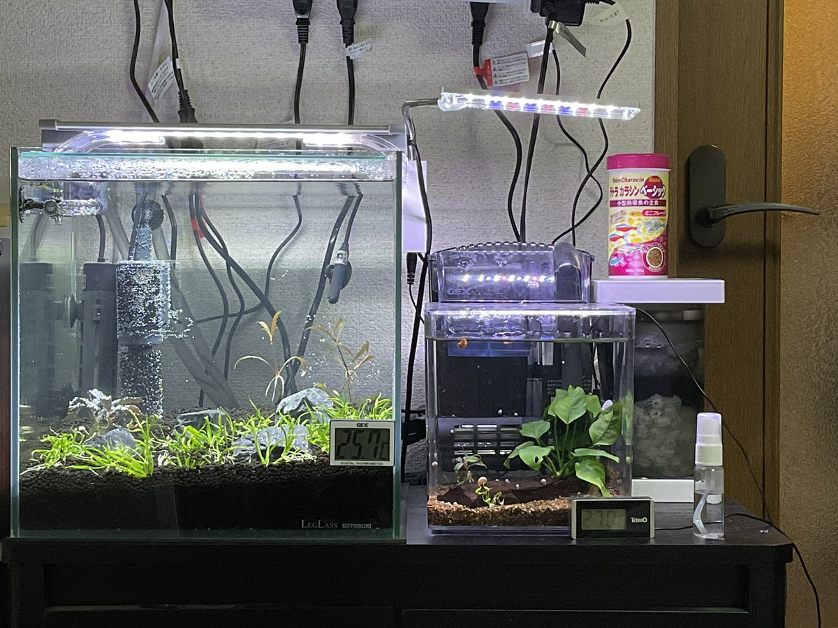 草生やした、奥から
ハイグロフィラピンナティフィダ 
ブセファランドラ 
エキノドルステネルス
ミニ水草にも1株ずつ入れてる
ブセはまた溶けそうな気がするけど、とりあえず1ヶ月くらい放置