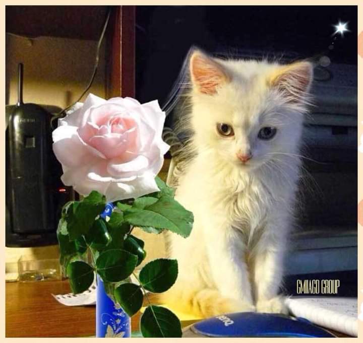 Котенок любит играть с цветами. Котенок в цветах. Белый котенок с цветами. Котик с цветочком. Розы и котенок.