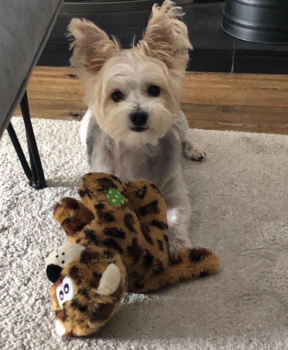 DublinSPCA's tweet photo. ⚠️ URGENT Little Lucy is missing from the DSPCA Campus since around 5.30pm today. She’s a very nervous little girl. She ran towards Massy’s Woods area &amp; staff have been searching for her since. Please #RETWEEETME &amp; if you see her please call 083 127 8008

#LOSTDOG #missingdog https://t.co/zf6Ganz3Eu