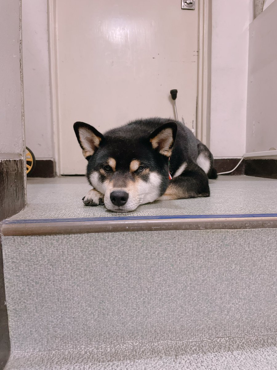 yyyywankolife's tweet photo. 散歩から戻ってすぐに一緒に上がらず、階下で色々やって、さて、と階段みると必ずこの姿　　ゆい https://t.co/eFfz9E2ZO0