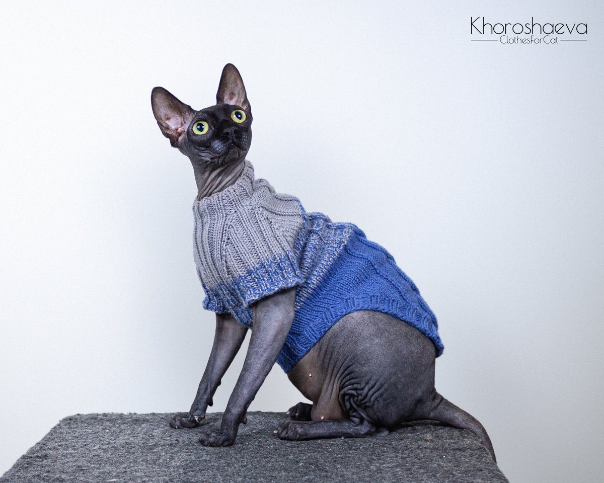 ClothesForCat's tweet photo. Excited to share the latest addition to my #etsy shop: Cat Gradient Cozy Sweater Size L knitting pattern PDF, Sphynx Soft Pullover, Warm jumper for cat + The pattern supplement https://t.co/nCbGc7il1R #housewarming #halloween #knitting #catclothespattern #sphynxcatclot https://t.co/D2zflNkIeH