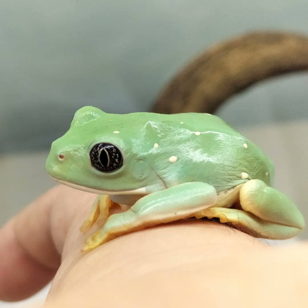 Happy Shrimp 珍しいカエル が入荷しました メキシコフトアマガエルです 目 が宝石のようにキラキラしていてとても美しく 8cm 10cmになるカエルです 1枚目と2枚目と色が違いますが 同じ子です 爬虫類 カエル フロッグ 両生類 爬虫類ショップ