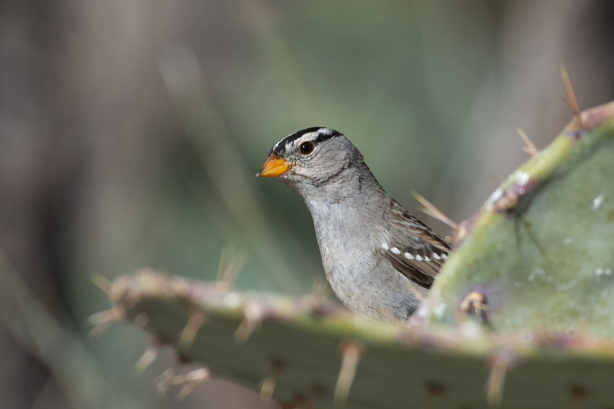 Central New Mexico Audubon Society (CNMaudubon) Twitter
