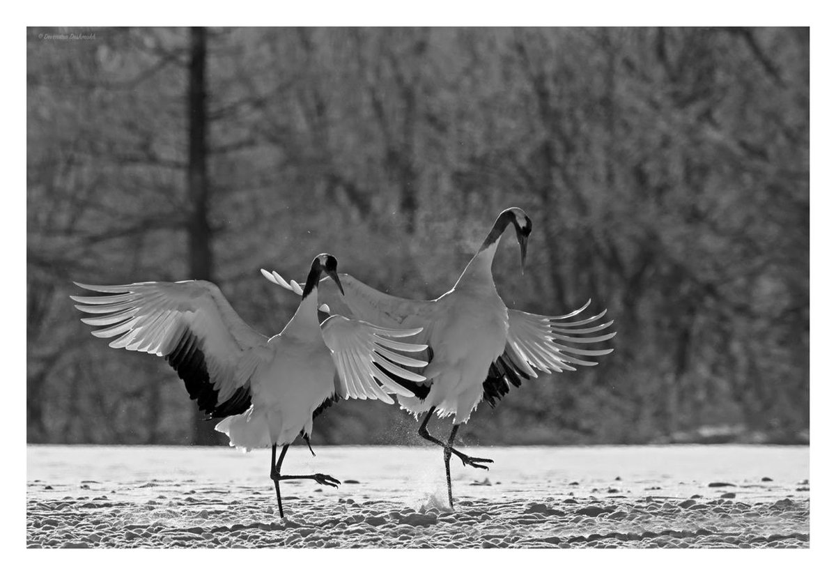 devendraphotog.eth tweet media