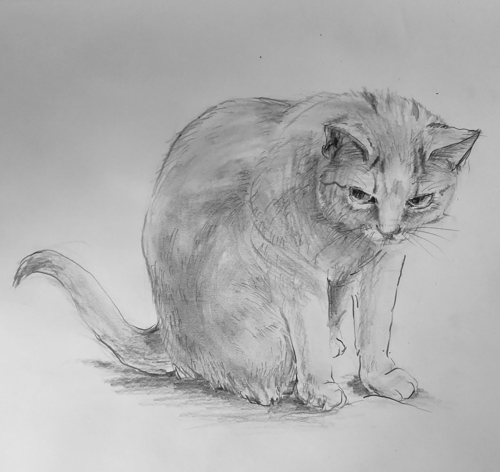 猫のデッサン 猫のデッサン 108【生配信】猫 デッサン how to draw with