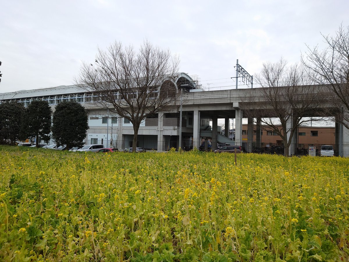 横浜市営地下鉄 川和町駅 近くで菜の花が美しく咲いています 毎年 辺り一面を鮮やかな黄色に彩る菜の花 桜が咲くころまで咲いていて ピンクの桜と黄色の 菜の花のコンビネーションが見所となっています 暖かい春が待ち遠しいですね 横浜市交通局 横浜市営