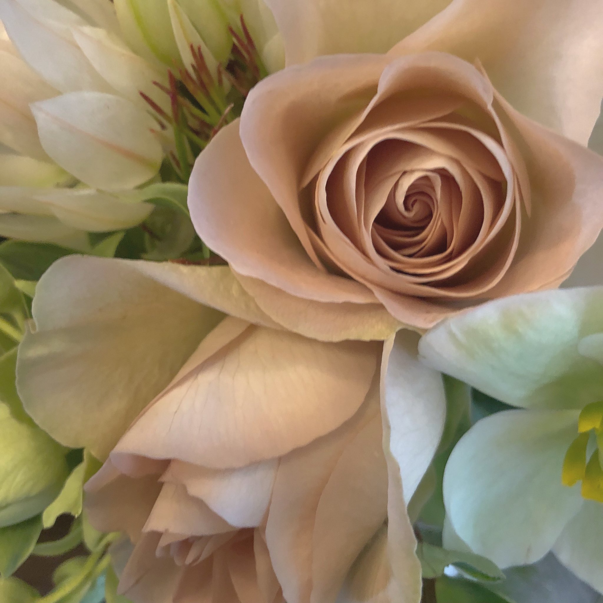 El Sur Elsur Flower Twitter