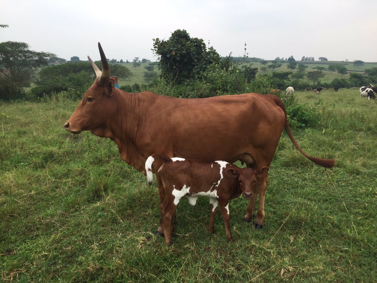 Novine_Farm's tweet photo. #CowWithCalf
Esther learnt from the best dam https://t.co/2dT1IeZHfU