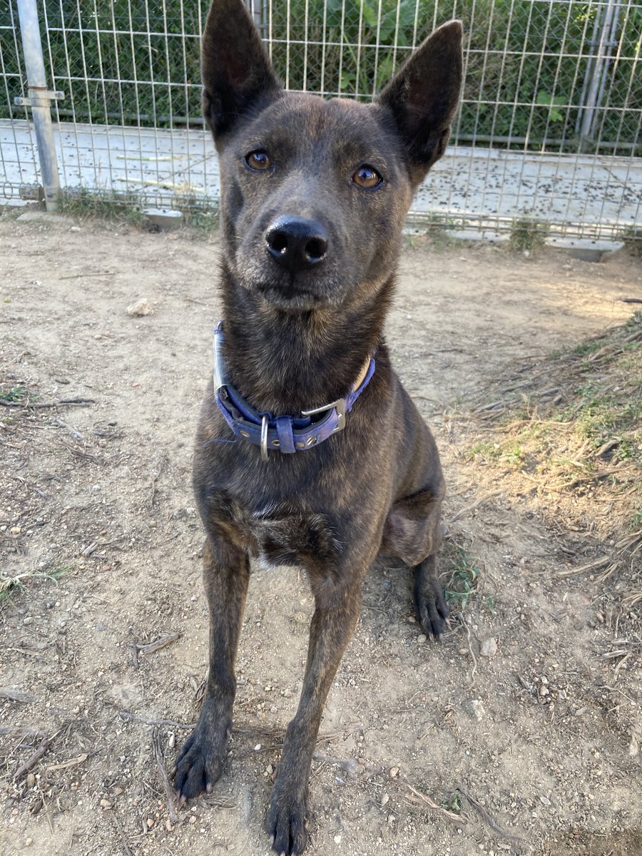 沖縄こどもの国 Okinawa Zoo Museum 公式 指示を聞く時は 飼育員からの指示を聞く時の真剣な顔の琉球 犬のハナです ちゃんと飼育員の方に顔を向けて そっちに集中していることがわかるかと思います 琉球犬 沖縄こどもの国 T Co