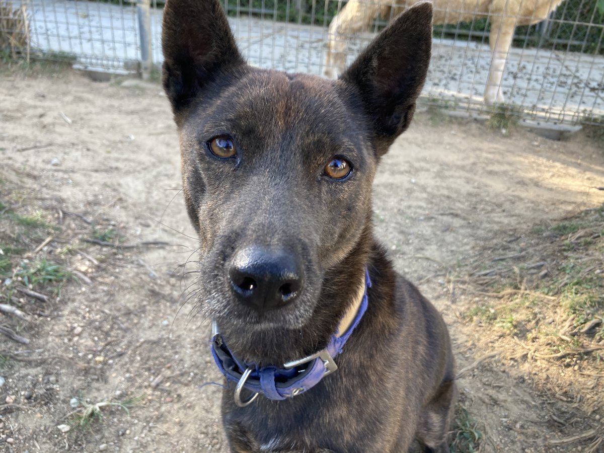 沖縄こどもの国 Okinawa Zoo Museum 公式 指示を聞く時は 飼育員からの指示を聞く時の真剣な顔の琉球 犬のハナです ちゃんと飼育員の方に顔を向けて そっちに集中していることがわかるかと思います 琉球犬 沖縄こどもの国 T Co