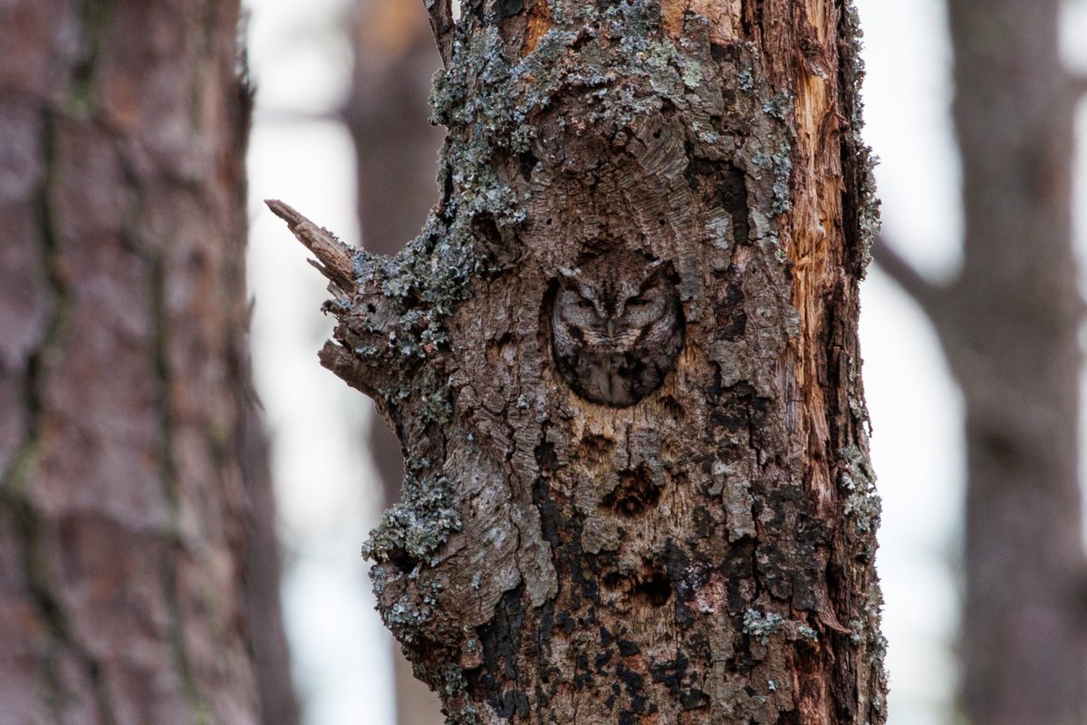 TCamille22's tweet photo. Happy #SuperbOwl day! The camouflage on this eastern screech #owl is just incredible. https://t.co/GOMFba6sek