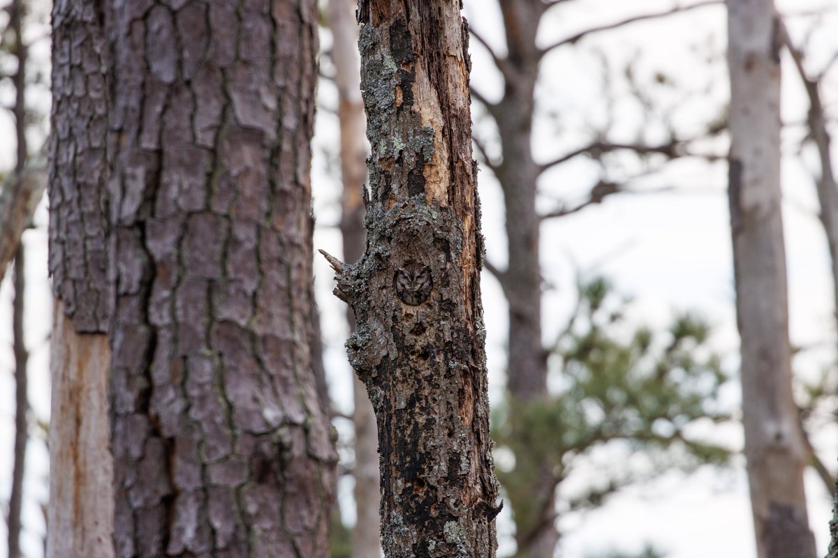 TCamille22's tweet photo. Happy #SuperbOwl day! The camouflage on this eastern screech #owl is just incredible. https://t.co/GOMFba6sek