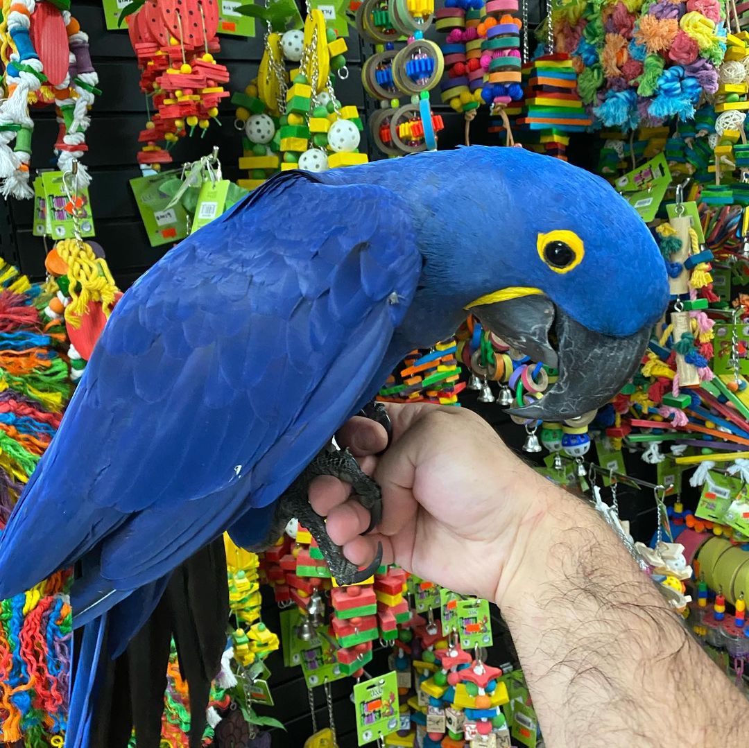 ParrotFE's tweet photo. Beautiful hyacinth macaw baby parrot for rehoming #macaw #hyacinthmacaw #macaweggs 
https://t.co/F2m1f3ZCm4 https://t.co/7keYA4ml4a