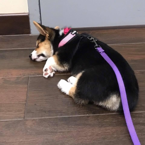 PrincessCorki's tweet photo. 5 years ago today dogtor visit, I miss your dogtor Charlie 😍 #corgi https://t.co/UaKStgtMit