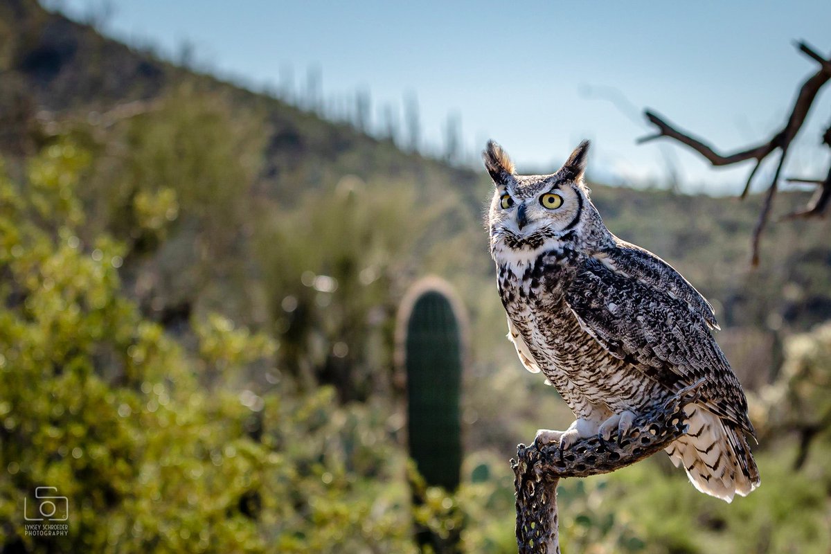 It’s #SuperbOwlSunday! 🦉🏈
#SuperBowl  #SuperBowlLVI #Owls
