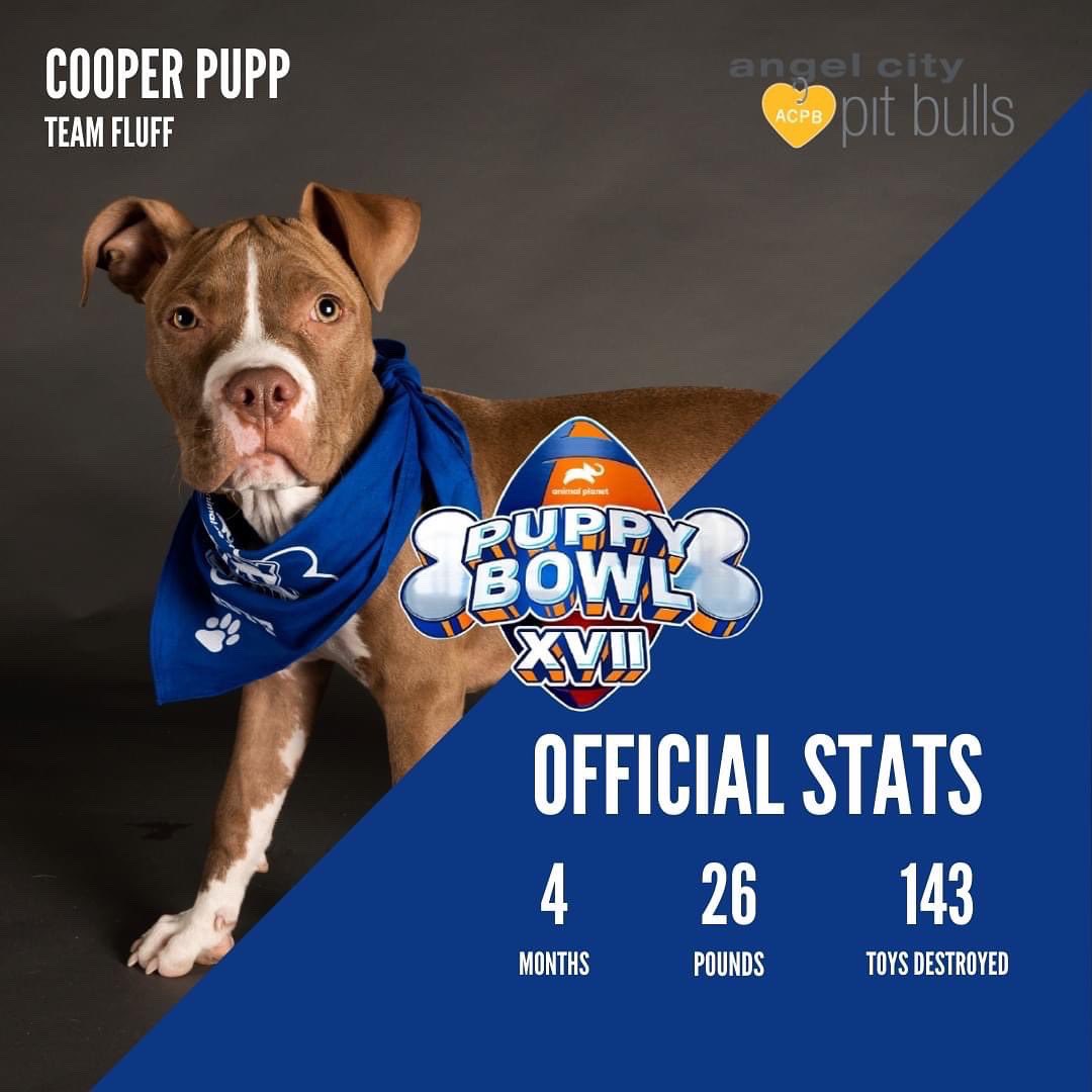 Did you watch the puppy bowl with Cooper Pupp? angelcitypits.org