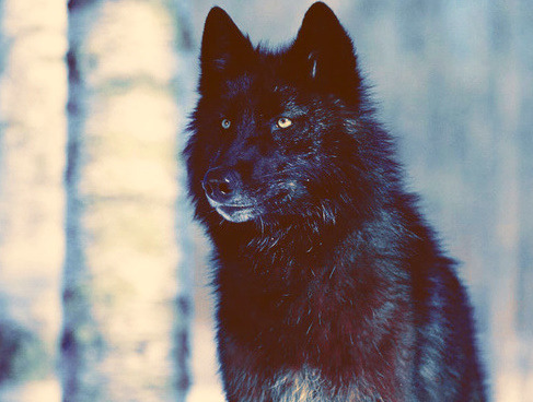 HourlyWolves presents: