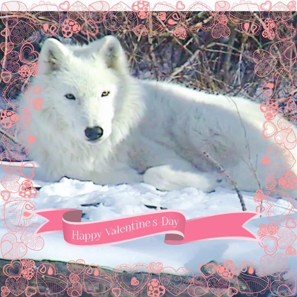 TxStarCat's tweet photo. Happy Howling Valentines Day 🐺💞💞💞💝💖💘 #Atka #HappyValentinesDay #HappyValentinesDay2022 #staysweet #ILoveWolves #Wolvesrock https://t.co/pQopGblxH0