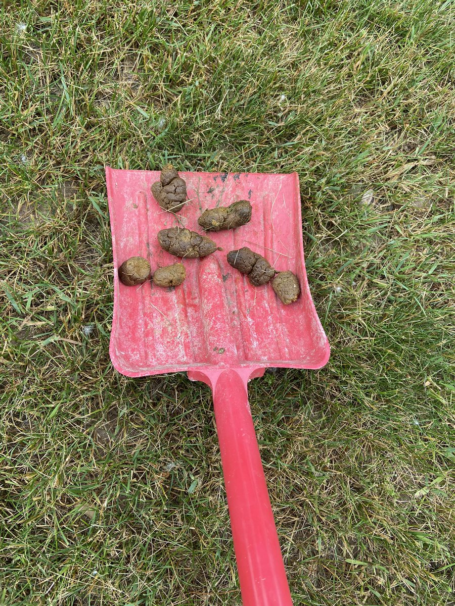 UncleDogLog's tweet photo. @LangmanVince Hey!  You’re speaking my language!  Dog Logs > Superbowel 💩 https://t.co/A664KZm6zR