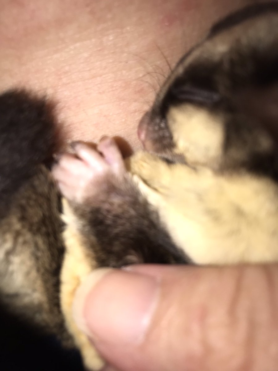 AmorConven's tweet photo. Asi me reparto, ahora le toco a Tuertito… es de no creer lo demandantes que son y mimosos… cuanto amor dios! 🥰 https://t.co/3CBYYKVluR
