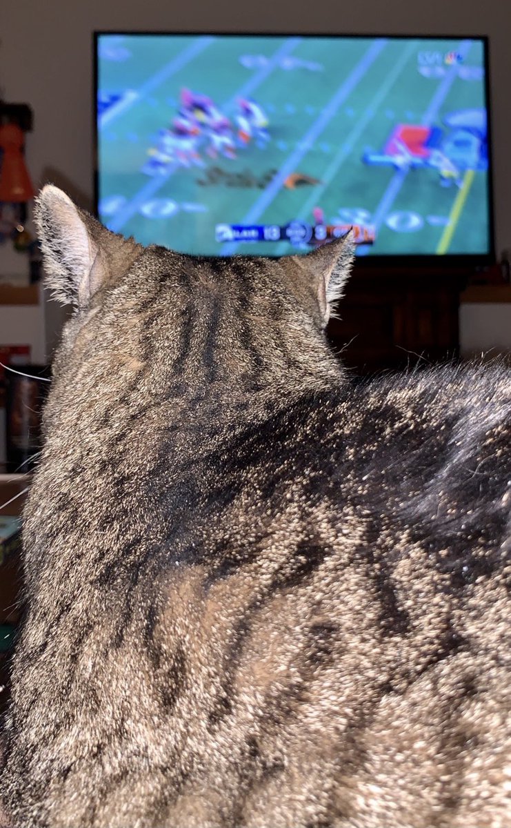 AbbyLabrador's tweet photo. Nala watching #SuperBowl #SuperBowlLVI #rescuecats #TABBY #TabbyTroop https://t.co/xA1S6I91HA