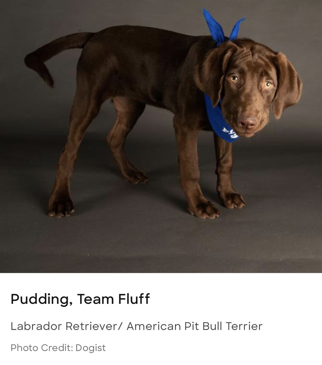 SusanDReynolds's tweet photo. My #dreamteam for #PuppyBowl All-Stars — but I’m a little biased 😃 🐶#TeamPudding #TreamHoku #TeamForrest #TeamCooperPupp #PittieParty https://t.co/kJNcWlRdsp