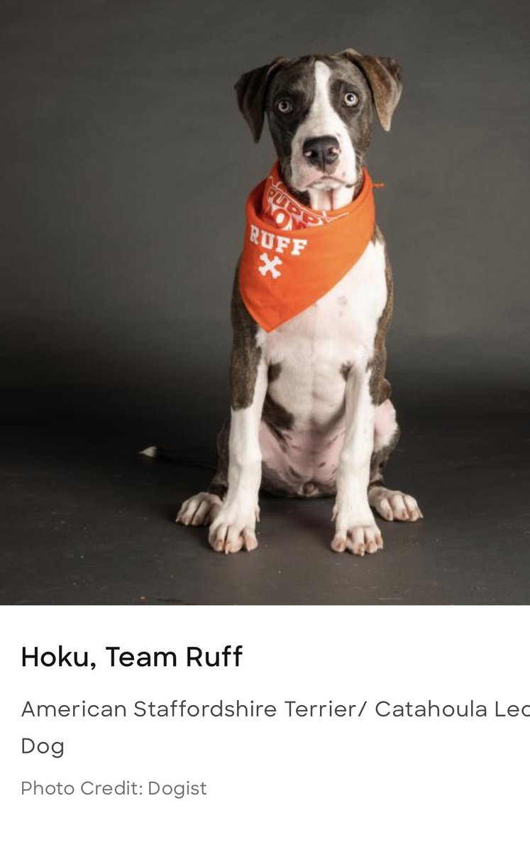 SusanDReynolds's tweet photo. My #dreamteam for #PuppyBowl All-Stars — but I’m a little biased 😃 🐶#TeamPudding #TreamHoku #TeamForrest #TeamCooperPupp #PittieParty https://t.co/kJNcWlRdsp