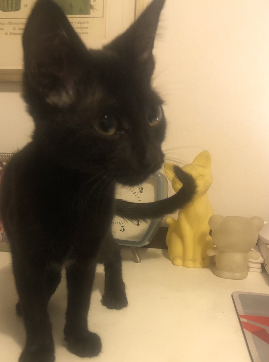 Hola. Acabamos de rescatar este gatito. Lo abandonaron en el patio del edificio. Tiene algo más de tres meses. Nosotros tenemos dos gatos más, que andan algo ansiosos con su llegada. La idea es tenerlo aquí unas semanas para buscarle un hogar definitivo. Ayúdenos con eso.