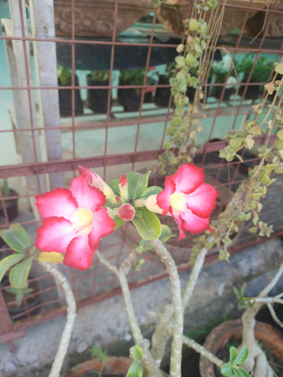 My first #Adenium bloom in this year in its first season. Gorgeous colour. Blooming festival started ❣️💚❣️#plantlover #Flowers #NaturePhotography #plantoftheday #greerevolution #flowertwitter #flowerundersun #Desertplant without care. Center of attention. Pretty girl 🤩