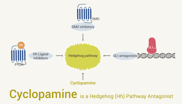 MedChemExpress's tweet photo. Cyclopamine is a #Hedgehog (Hh) pathway #antagonist with an IC50 of 46 nM in the Hh cell assay. #Cyclopamine is also a selective #Smo inhibitor. #drugdiscovery. #MedChemExpress. https://t.co/m1PzojHuU1 https://t.co/droQVgoqVr