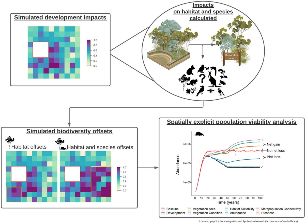 So excited to share that my 3rd chapter of my PhD, on including species metrics in biodiversity offsets, has been published in @JAppliedEcology with Casey Visintin, @ValaviRoozbeh, Dave Wilkinson, Darren Southwell, @BrenWintle and @HeiniKujala! 

See🧵👇
doi.org/10.1111/1365-2…