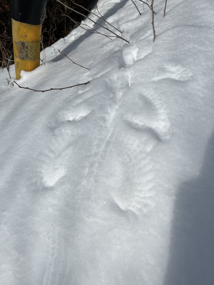 3994511's tweet photo. 鳥の跡？何をしてたんだろう？
＃雪かき
＃雪
＃鳥
＃足跡 https://t.co/J8S1PkctF3