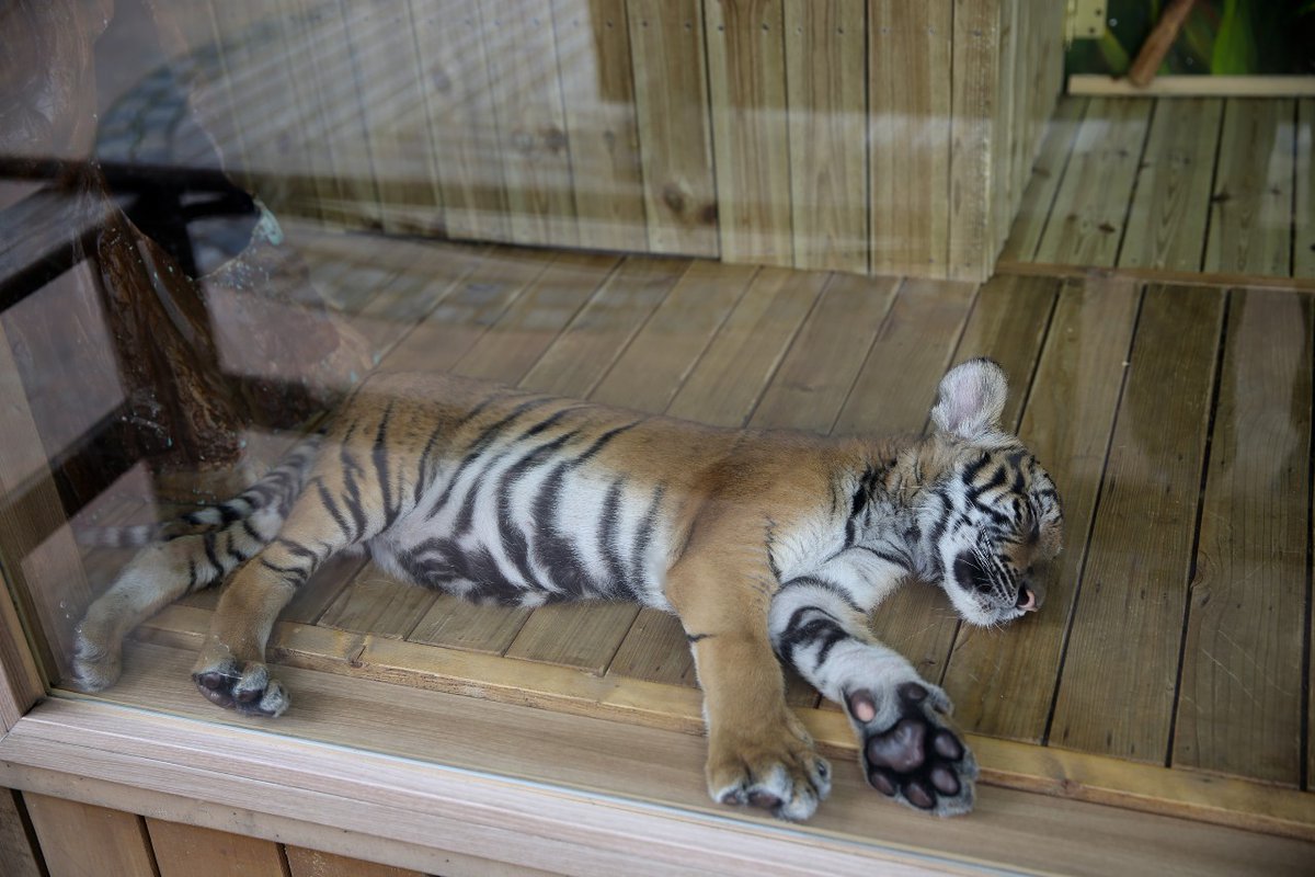 올해가 호랑이해죠
애버랜드 사파리
구경했을때 본
호랑이 ~~~
한가로이 자고 있는
호랑이 귀엽지
않나요 ~~~
#돌나라
#돌나라 브라질농장