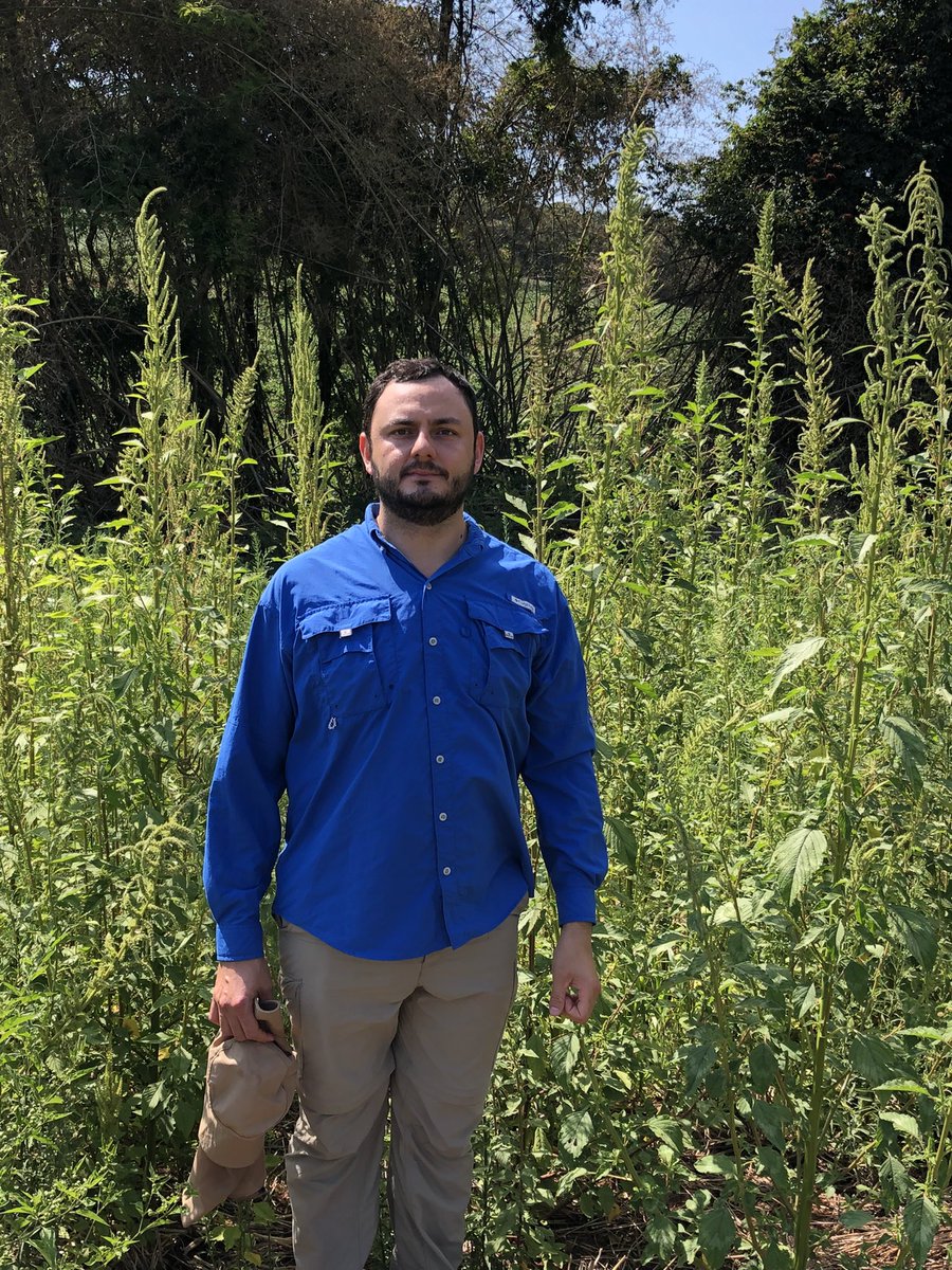 Piasecki_WS's tweet image. EPSPs and ALS resistant Amaranthus sp. in Southern Brazil.
Passo Fundo, RS, Brazil.