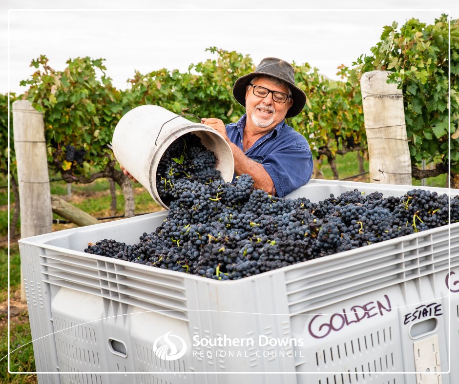 Grape harvest 🍇is well underway across the Granite Belt, giving us plenty of reasons to celebrate at the Stanthorpe Apple and Grape Harvest Festival later this month! Proudly supported by Council, check out the huge festival lineup here: appleandgrape.org