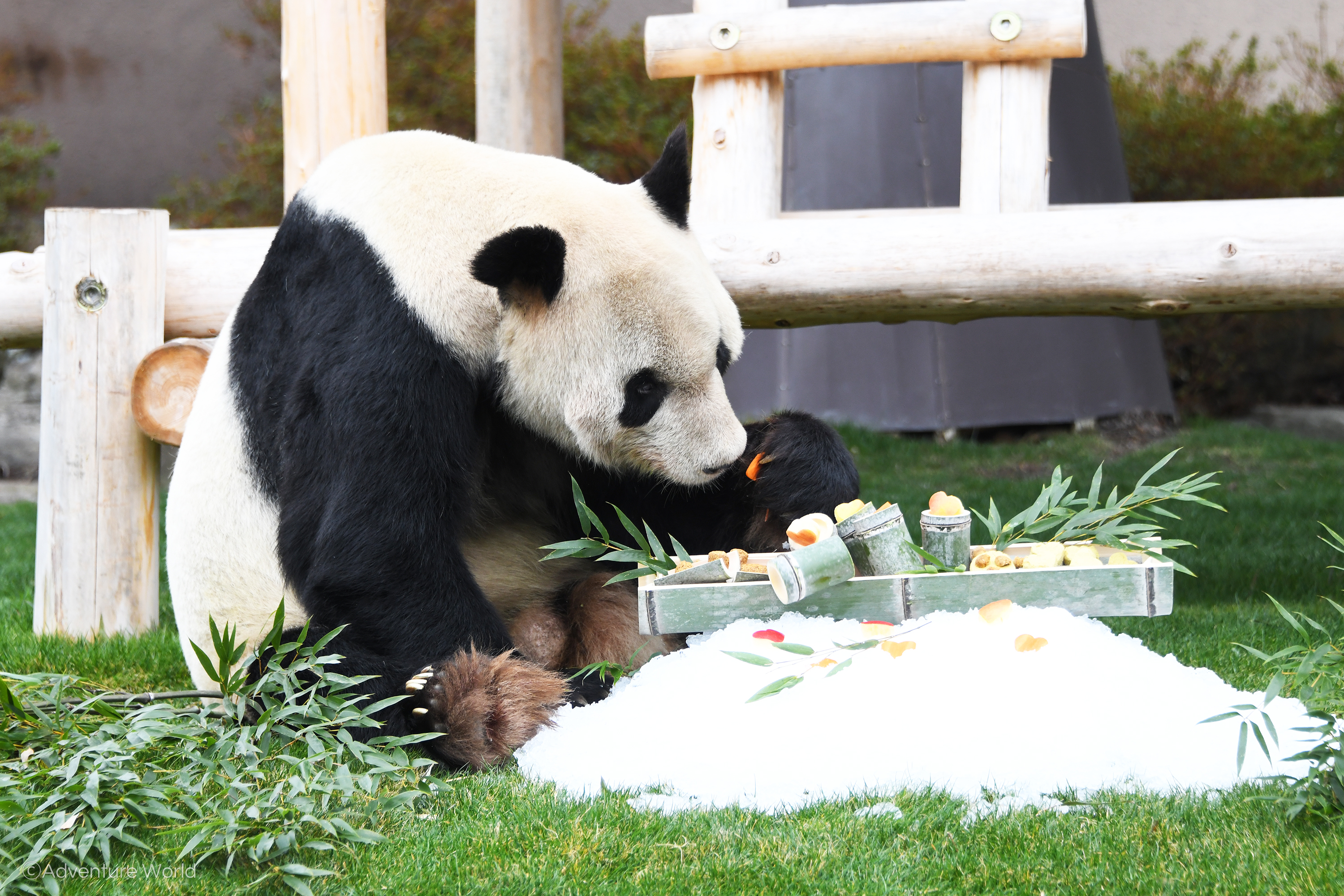 アドベンチャーワールド 公式 ハッピーバレンタイン お父さんパンダ 永明 へ日頃の感謝の気持ちを込めて大好物の食材を集めたスペシャルプレートをプレゼント 永明は目を細めながら美味しそうに食べていました 永明いつもありがとう T