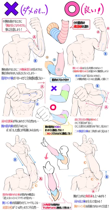 腕の筋肉の立体感をUPさせる⭕️❌図解 
