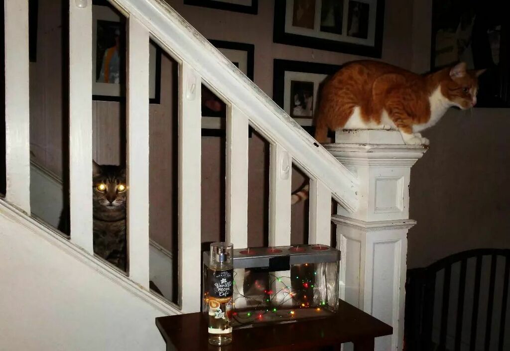 NoHope4Me's tweet photo. Enter at your own risk 

#crfgn 
#homedefense 
#otherworldly 
#everythinginthehousebelongstothecat https://t.co/wr6PE4l9ja