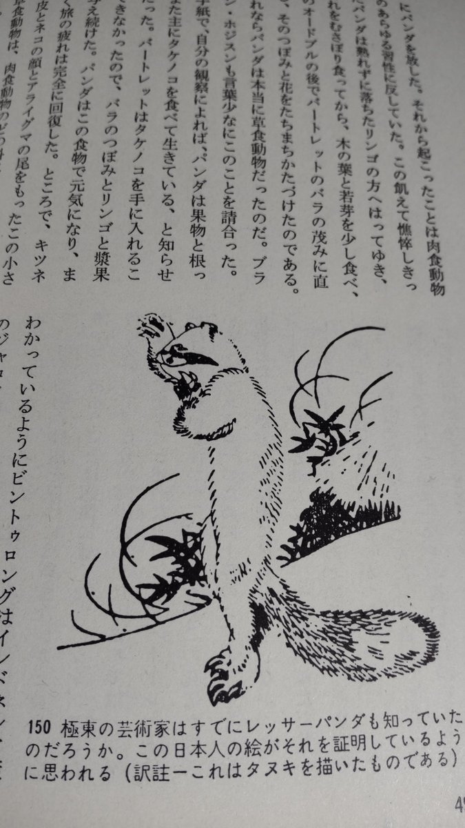 レッサーパンダ 初めてのイギリスの動物園で見た目から肉食だと思われ衰弱 庭の薔薇の蕾をバリバリ食べて回復したというエピソードがある Togetter