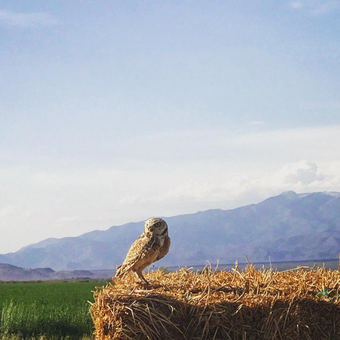 My contribution to #SuperbOWL Sunday &hearts;️🙏🏻 #Owl #owls #birdwatching #wildlifephotography https://t.co<a href="/tag/superbowl"class="tags">#SuperbOWL</a><a href="/tag/owl"class="tags">#Owl</a><a href="/tag/birdwatching"class="tags"><span>#birdwatching</span></a><a href="/tag/wildlifephotography"class="tags"><span>#wildlifephotography</span></a><a href="/tag/owls"class="tags"><span>#owls</span></a>
